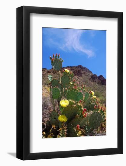 Blooming Cactus in Arizona Desert Mountains-Anna Miller-Framed Photographic Print