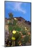 Blooming Cactus in Arizona Desert Mountains-Anna Miller-Mounted Photographic Print