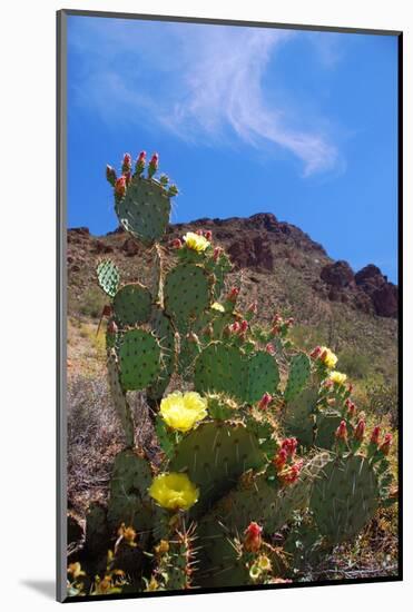 Blooming Cactus in Arizona Desert Mountains-Anna Miller-Mounted Photographic Print