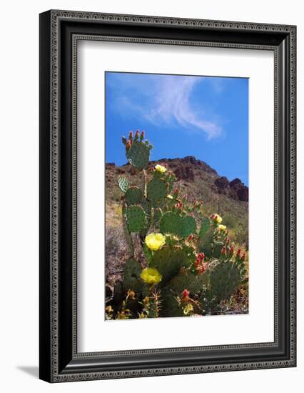 Blooming Cactus in Arizona Desert Mountains-Anna Miller-Framed Photographic Print