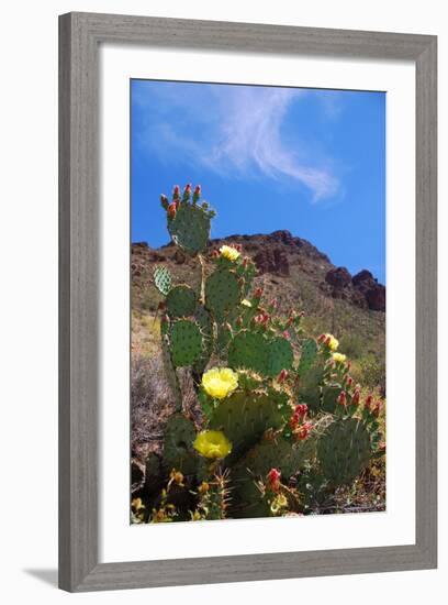 Blooming Cactus in Arizona Desert Mountains-Anna Miller-Framed Photographic Print