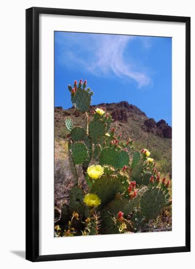 Blooming Cactus in Arizona Desert Mountains-Anna Miller-Framed Photographic Print
