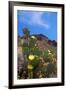 Blooming Cactus in Arizona Desert Mountains-Anna Miller-Framed Photographic Print