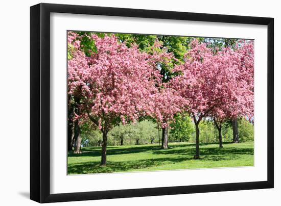 Blooming Cherry Garden.-alextheshutterbug-Framed Photographic Print