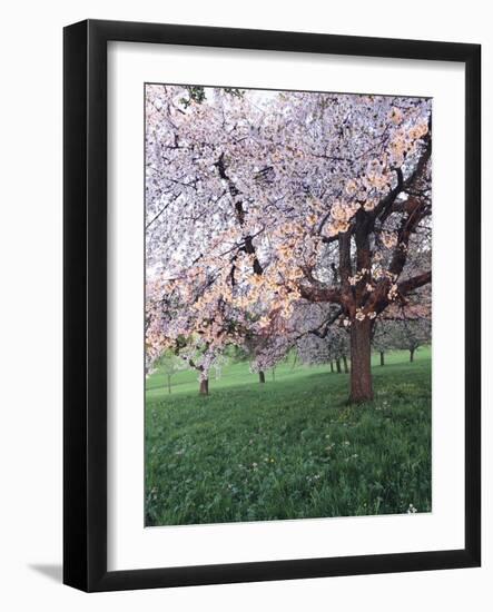 Blooming Cherry Tree, Bissinger Tal Valley, Swabian Alb, Baden Wurttemberg, Germany, Europe-Markus Lange-Framed Photographic Print