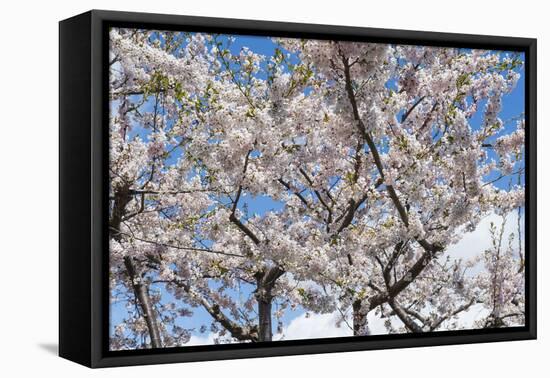 Blooming cherry tree, Motomachi district, Hakodate, Hokkaido, Japan, Asia-Michael Runkel-Framed Premier Image Canvas