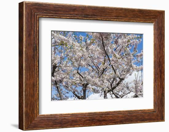 Blooming cherry tree, Motomachi district, Hakodate, Hokkaido, Japan, Asia-Michael Runkel-Framed Photographic Print