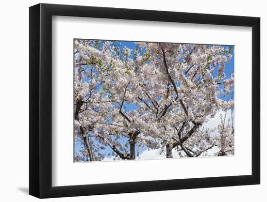 Blooming cherry tree, Motomachi district, Hakodate, Hokkaido, Japan, Asia-Michael Runkel-Framed Photographic Print