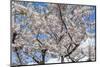 Blooming cherry tree, Motomachi district, Hakodate, Hokkaido, Japan, Asia-Michael Runkel-Mounted Photographic Print