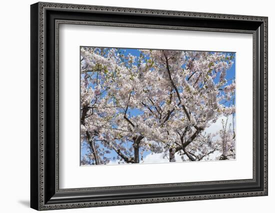 Blooming cherry tree, Motomachi district, Hakodate, Hokkaido, Japan, Asia-Michael Runkel-Framed Photographic Print