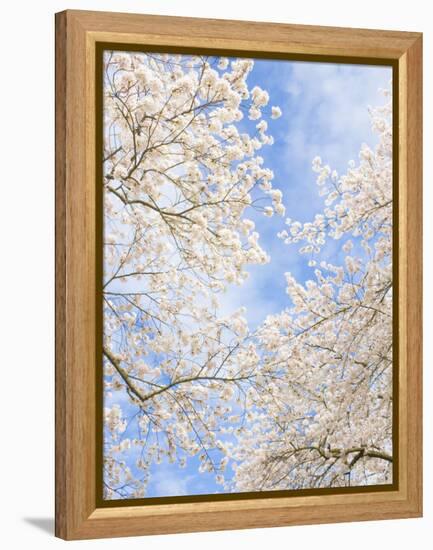 Blooming Cherry Trees in the Quad on the University of Washington Campus in Seattle, Washington.-Ethan Welty-Framed Premier Image Canvas