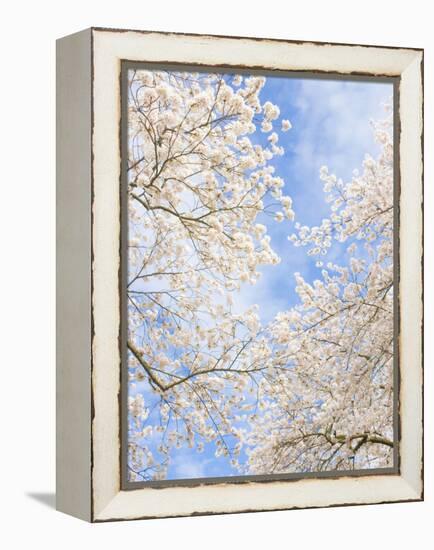 Blooming Cherry Trees in the Quad on the University of Washington Campus in Seattle, Washington.-Ethan Welty-Framed Premier Image Canvas