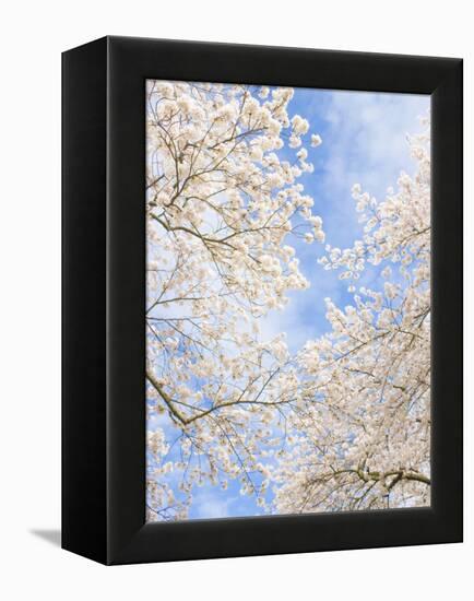 Blooming Cherry Trees in the Quad on the University of Washington Campus in Seattle, Washington.-Ethan Welty-Framed Premier Image Canvas