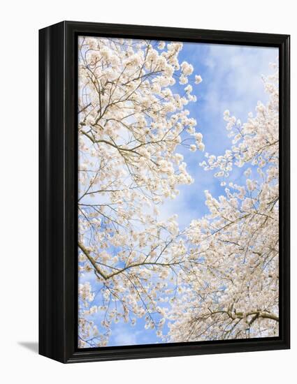 Blooming Cherry Trees in the Quad on the University of Washington Campus in Seattle, Washington.-Ethan Welty-Framed Premier Image Canvas