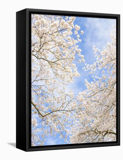 Blooming Cherry Trees in the Quad on the University of Washington Campus in Seattle, Washington.-Ethan Welty-Framed Premier Image Canvas