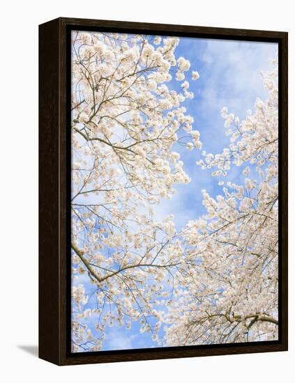 Blooming Cherry Trees in the Quad on the University of Washington Campus in Seattle, Washington.-Ethan Welty-Framed Premier Image Canvas