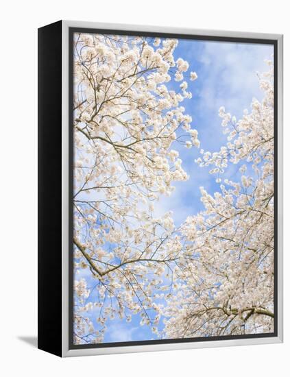 Blooming Cherry Trees in the Quad on the University of Washington Campus in Seattle, Washington.-Ethan Welty-Framed Premier Image Canvas