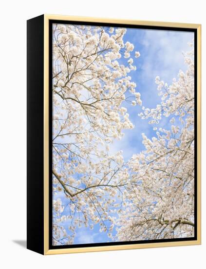 Blooming Cherry Trees in the Quad on the University of Washington Campus in Seattle, Washington.-Ethan Welty-Framed Premier Image Canvas