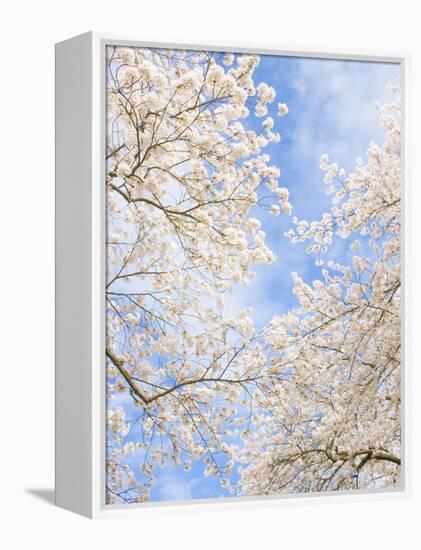 Blooming Cherry Trees in the Quad on the University of Washington Campus in Seattle, Washington.-Ethan Welty-Framed Premier Image Canvas