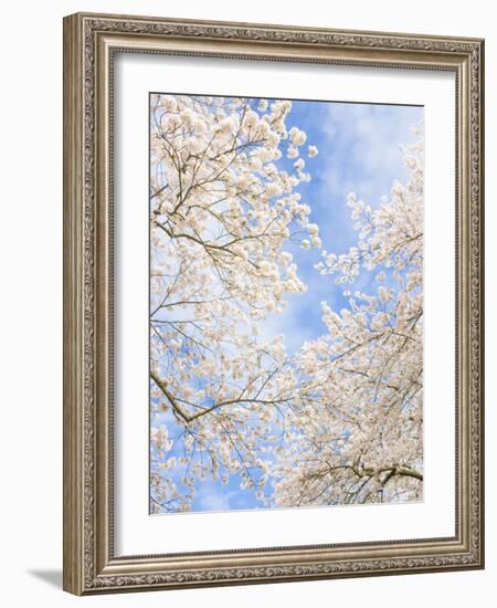 Blooming Cherry Trees in the Quad on the University of Washington Campus in Seattle, Washington.-Ethan Welty-Framed Photographic Print