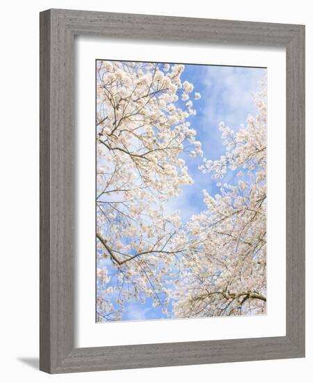 Blooming Cherry Trees in the Quad on the University of Washington Campus in Seattle, Washington.-Ethan Welty-Framed Photographic Print