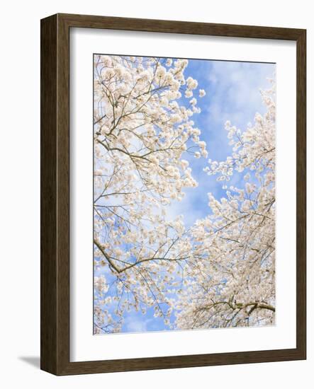 Blooming Cherry Trees in the Quad on the University of Washington Campus in Seattle, Washington.-Ethan Welty-Framed Photographic Print