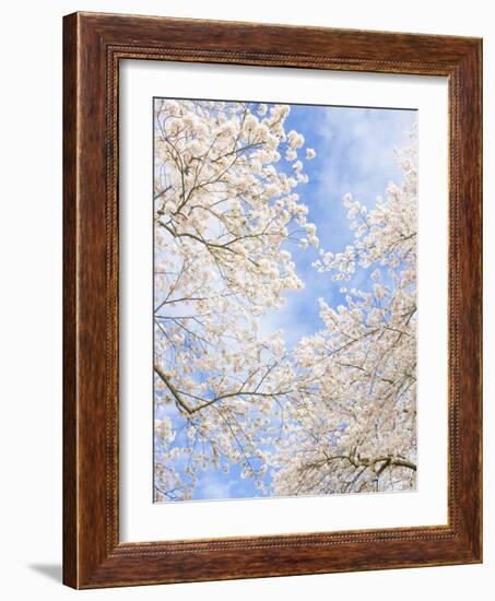 Blooming Cherry Trees in the Quad on the University of Washington Campus in Seattle, Washington.-Ethan Welty-Framed Photographic Print