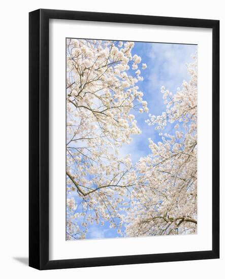 Blooming Cherry Trees in the Quad on the University of Washington Campus in Seattle, Washington.-Ethan Welty-Framed Photographic Print
