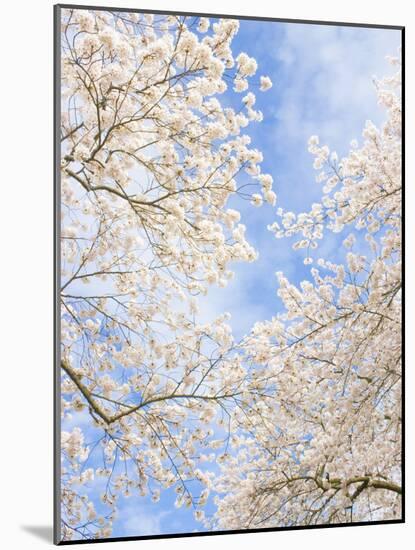 Blooming Cherry Trees in the Quad on the University of Washington Campus in Seattle, Washington.-Ethan Welty-Mounted Photographic Print