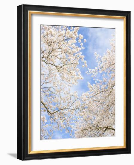 Blooming Cherry Trees in the Quad on the University of Washington Campus in Seattle, Washington.-Ethan Welty-Framed Photographic Print