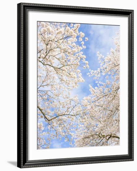 Blooming Cherry Trees in the Quad on the University of Washington Campus in Seattle, Washington.-Ethan Welty-Framed Photographic Print