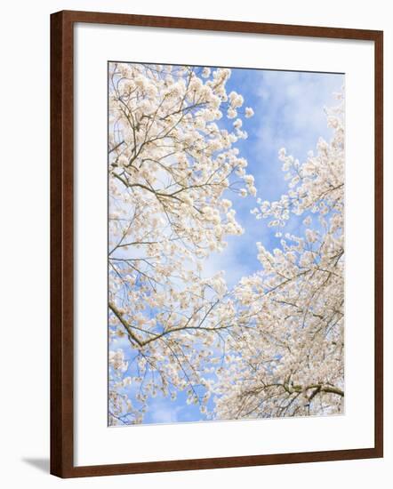 Blooming Cherry Trees in the Quad on the University of Washington Campus in Seattle, Washington.-Ethan Welty-Framed Photographic Print