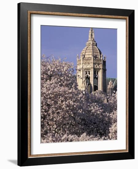 Blooming Cherry Trees, Seattle, Washington, USA-William Sutton-Framed Photographic Print