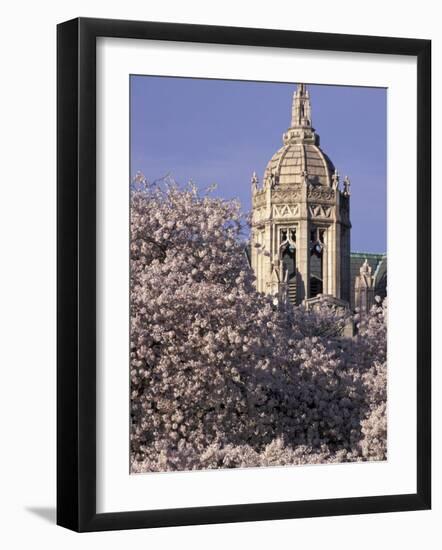 Blooming Cherry Trees, Seattle, Washington, USA-William Sutton-Framed Photographic Print