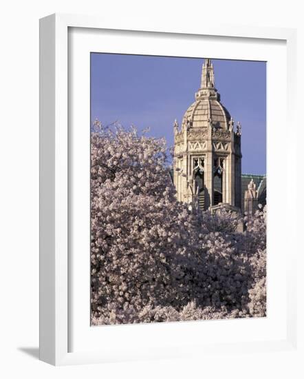 Blooming Cherry Trees, Seattle, Washington, USA-William Sutton-Framed Photographic Print