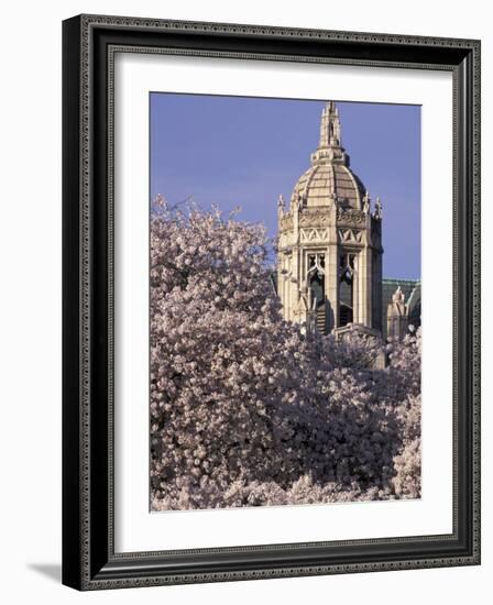 Blooming Cherry Trees, Seattle, Washington, USA-William Sutton-Framed Photographic Print