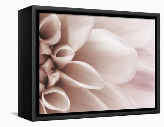 Blooming Dahlia Flower-null-Framed Premier Image Canvas