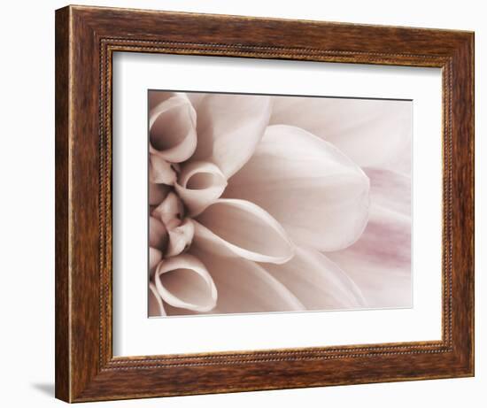 Blooming Dahlia Flower-null-Framed Photographic Print