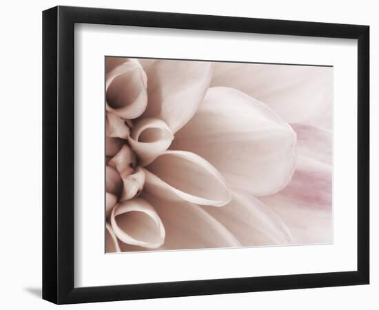 Blooming Dahlia Flower-null-Framed Photographic Print