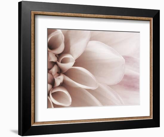 Blooming Dahlia Flower-null-Framed Photographic Print