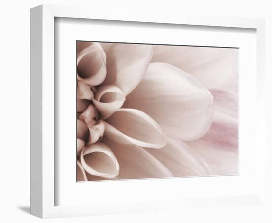 Blooming Dahlia Flower-null-Framed Photographic Print