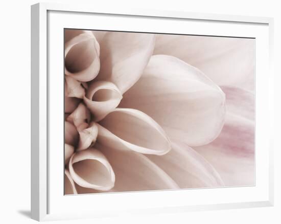 Blooming Dahlia Flower-null-Framed Photographic Print