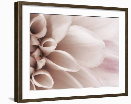 Blooming Dahlia Flower-null-Framed Photographic Print