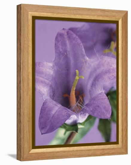 Blooming Delphinium-null-Framed Premier Image Canvas