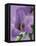 Blooming Delphinium-null-Framed Premier Image Canvas