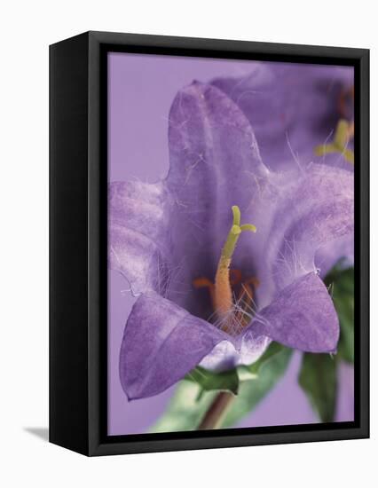 Blooming Delphinium-null-Framed Premier Image Canvas