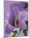Premium Photographic Print