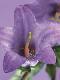 Premium Photographic Print