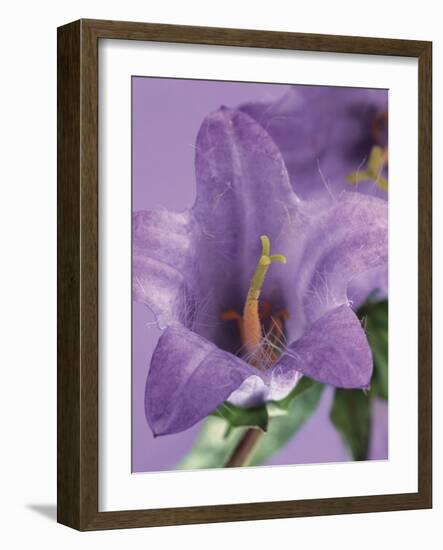 Blooming Delphinium-null-Framed Photographic Print