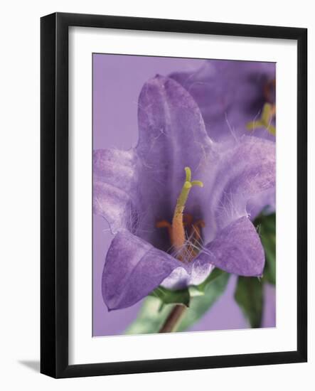 Blooming Delphinium-null-Framed Photographic Print